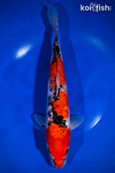 11.5" DOITSU GOSHIKI