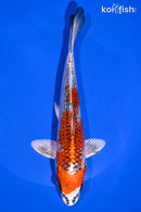 7.25" KUJAKU