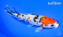 6.5" GINRIN SANKE