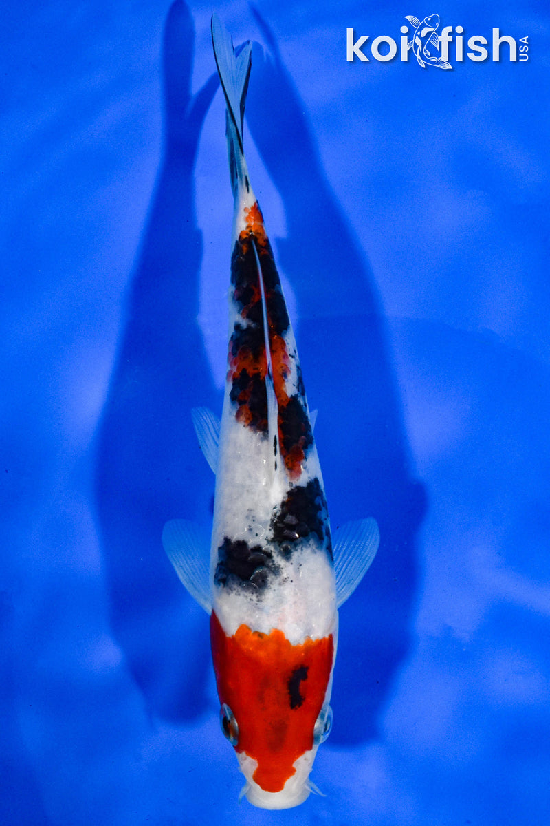 6" SANKE