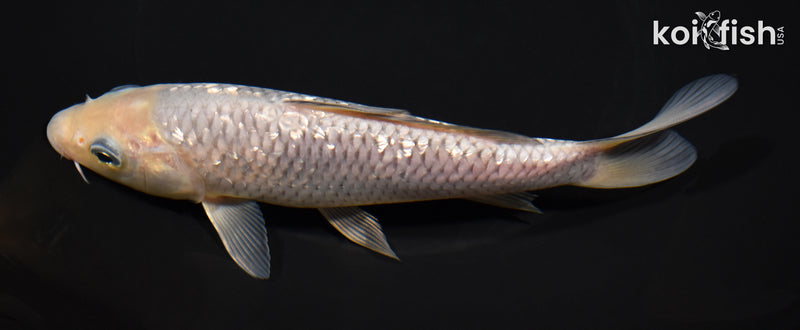 7.25" GINRIN SOROGOI