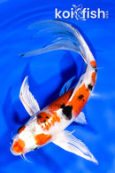 8" YAMATO NISHIKI BUTTERFLY