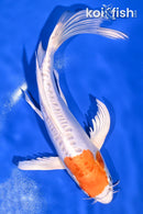 8.5" KIKUSUI BUTTERFLY