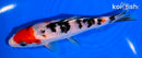 5.5" SANKE