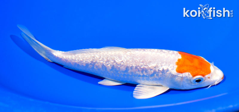 6.5" GINRIN HARIWAKE