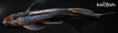 8.5" SHUSUI BUTTERFLY