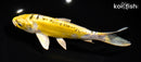 7.5" DOITSU KUJAKU
