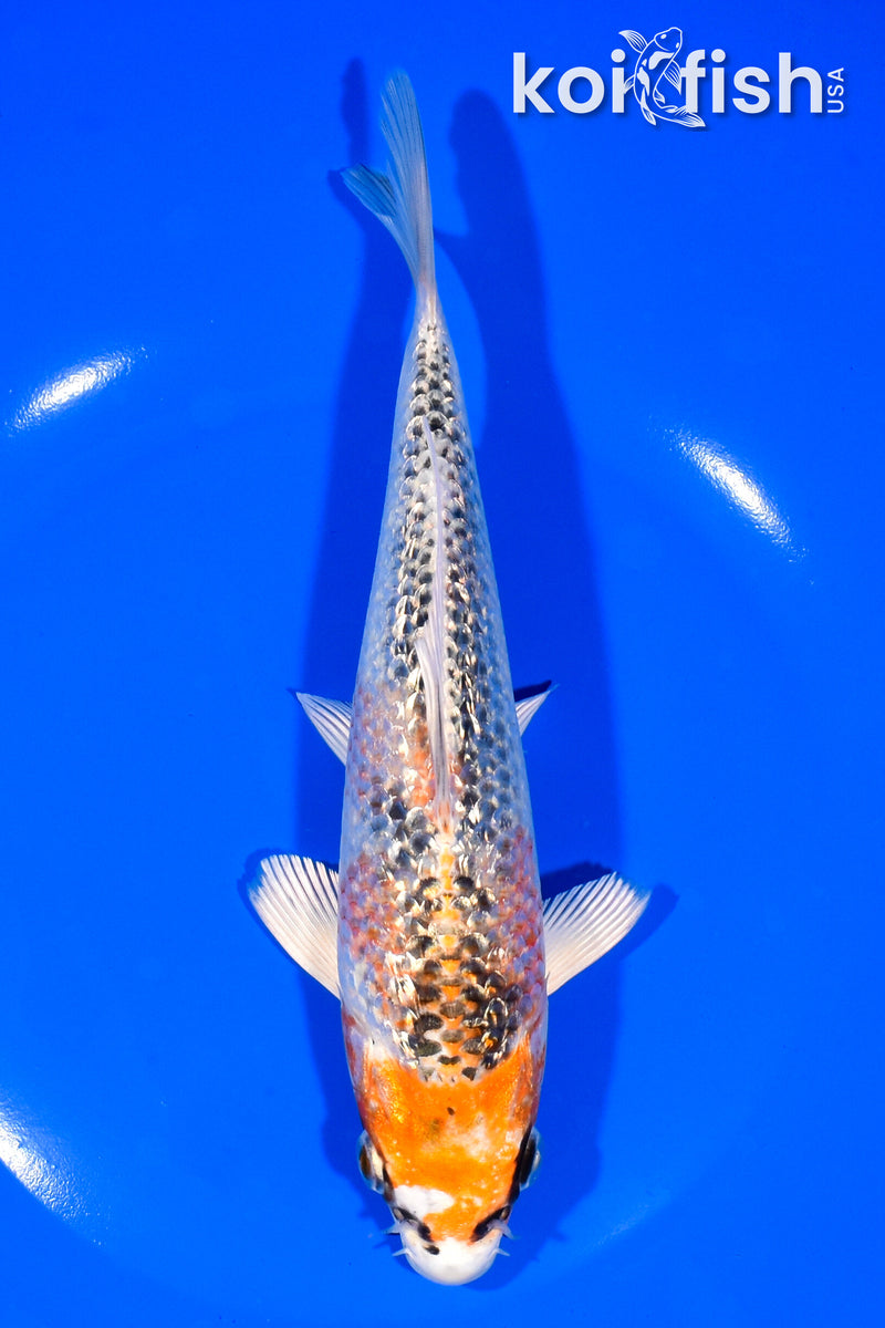 7.5" GINRIN KUJAKU