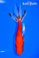 6.25" WATONAI GOLDFISH