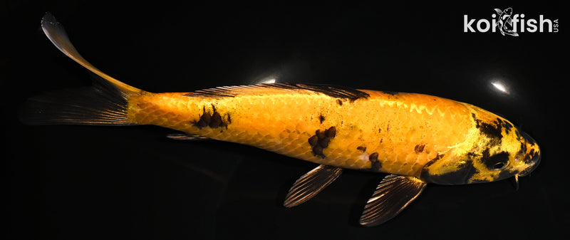 9" KIN KI UTSURI