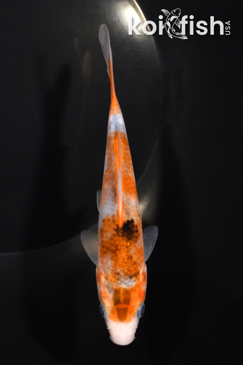 5.25" GOROMO