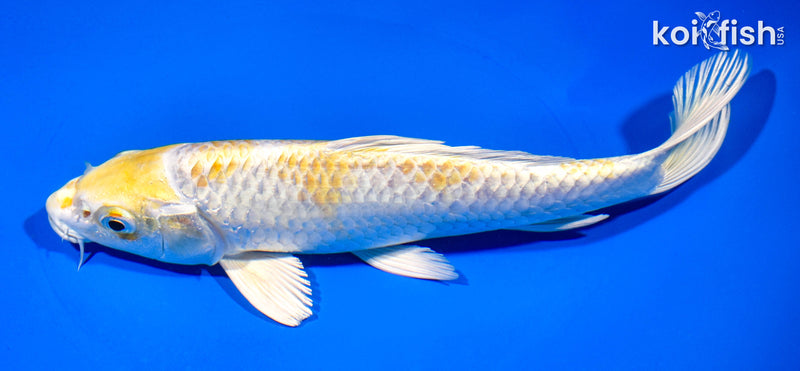 8" HARIWAKE