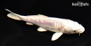 6.25" ARAGOKE PLATINUM OGON