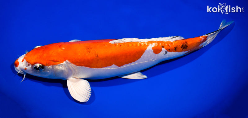 13.75" HEISEI NISHIKI