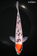 8" DOITSU GOSHIKI