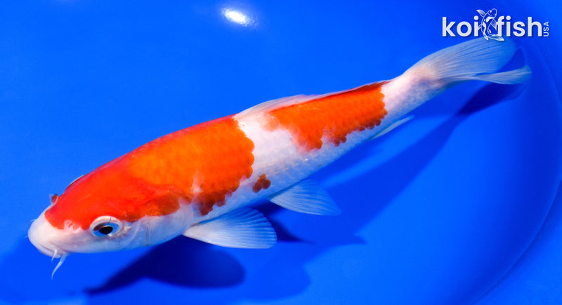 8" KOHAKU
