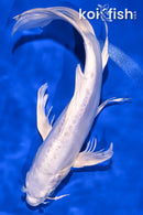 10.5" DOITSU PLATINUM OGON BUTTERFLY