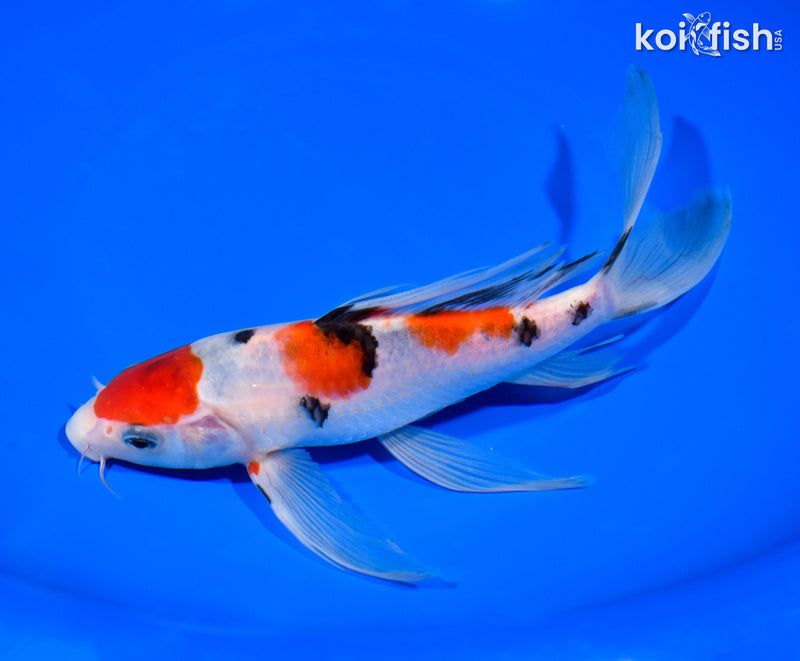 8.25" MARUTEN SANKE BUTTERFLY