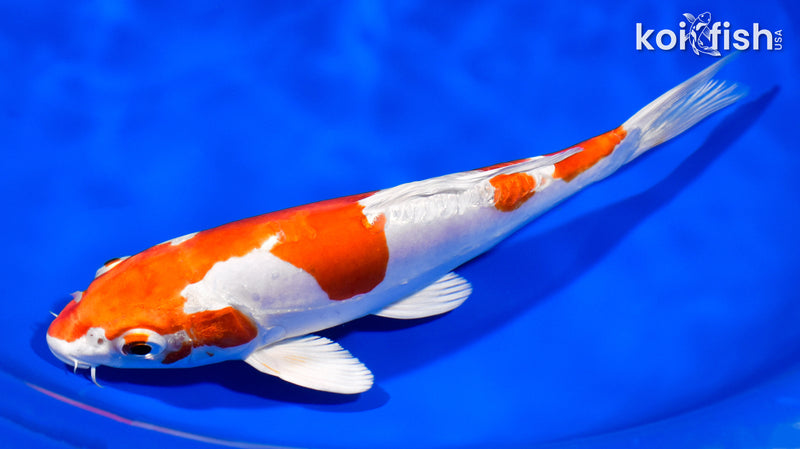 8.25" KIKUSUI