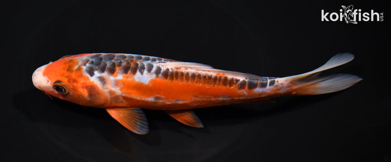 7.5" HI SHUSUI