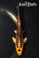 5.25" BENI KIKOKURYU