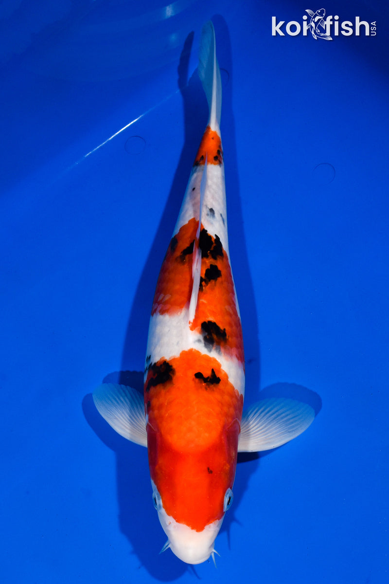 14.75" SANKE