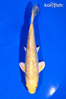 6" GINRIN YAMABUKI OGON