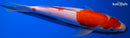 9" KOHAKU