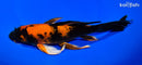 9.5" HI UTSURI BUTTERFLY
