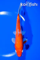 6.75" KOHAKU