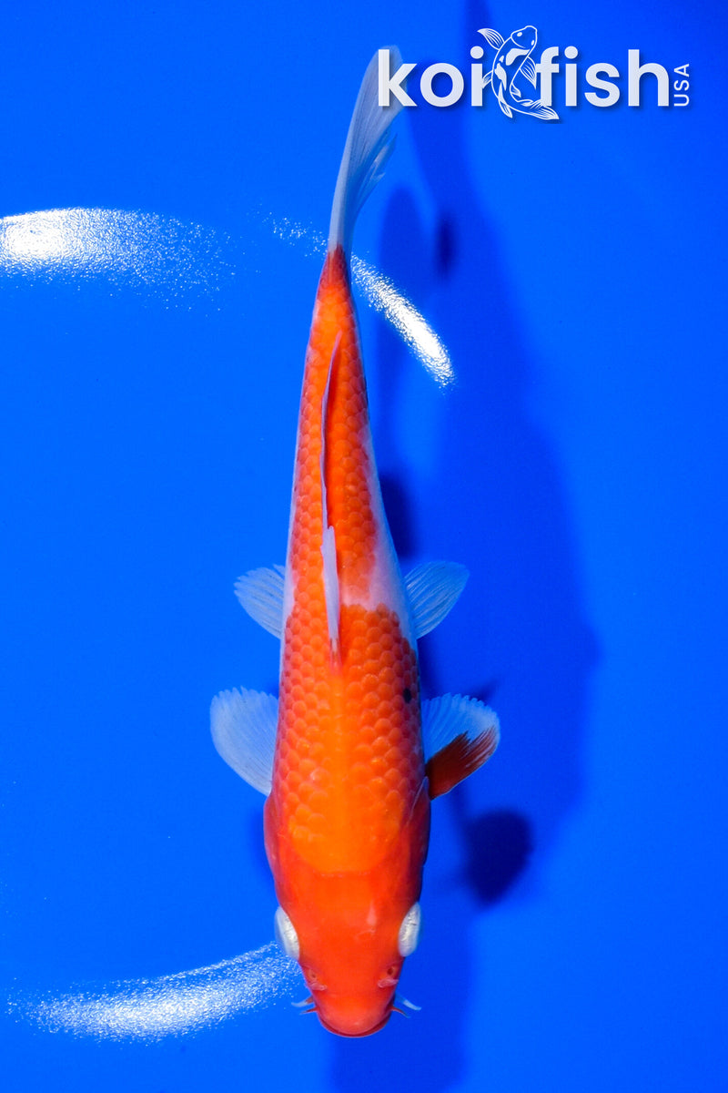 6.75