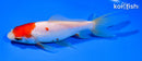 5.75" SARASA WAKIN GOLDFISH