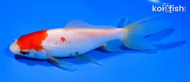 5.75" SARASA WAKIN GOLDFISH