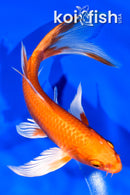 7.5" ORENJI OGON BUTTERFLY
