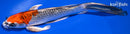 9.5" BENI GINGA BUTTERFLY