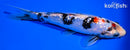 6.75" GINIRIN BENI MATSUKAWABAKE