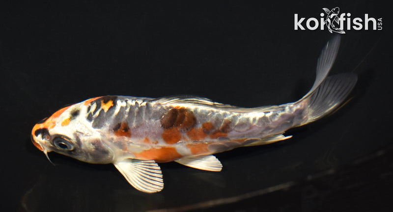 5" ARAGOKE BENI KIKOKURYU