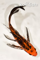 7.75" DOITSU AKA BEKKO BUTTERFLY