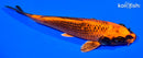 7.25" ORENJI MATSUBA
