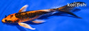 6" BENI KIKOKURYU BUTTERFLY