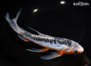 9.75" SHUSUI BUTTERFLY