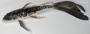 8" DOITSU KOGANE OCHIBA SHIGURE BUTTERFLY