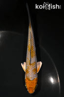 4.25" METALLIC OCHIBA SHIGURE