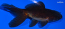 4.25" ORANDA GOLDFISH