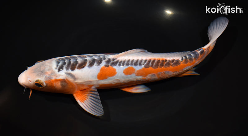 11.25" HI SHUSUI
