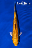 5.75" YAMABUKI OGON