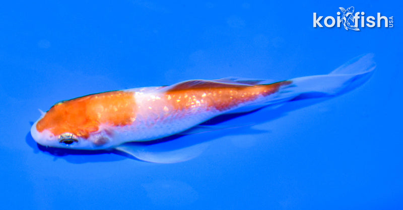 4.25" GINRIN HARIWAKE BUTTERFLY