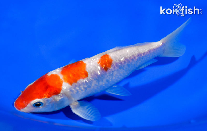 6" GINRIN KOHAKU