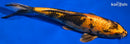 9.5" KIN HI UTSURI
