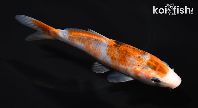 5.25" GOROMO